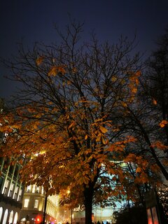 IMG_20241114_164147.jpg