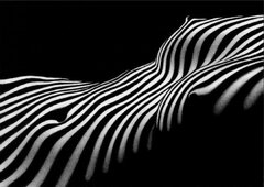 zebra 1.jpg