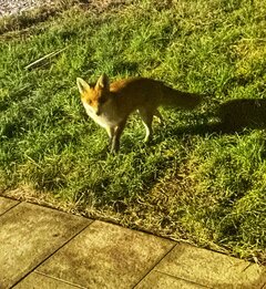 🦊 🙉