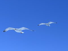 IMG_6107.jpeg