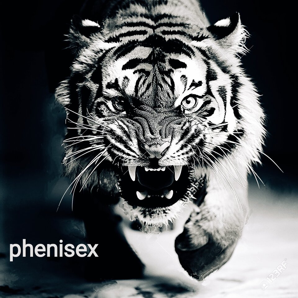 kotek - phenisex