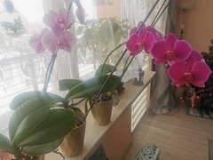 IMG_20250112_125842.jpg