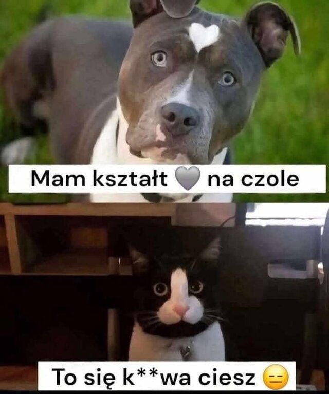 totylkologin