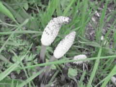 P1000241.JPG