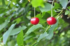 _DSC0248zb.jpg