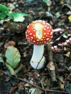 IMG_20210905_133554_1.jpg