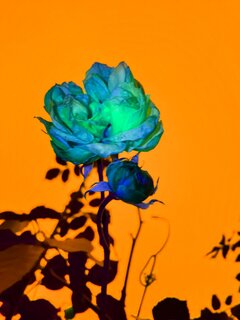 cv_1639350647131.jpg