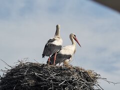 IMG_20200509_100253.jpg