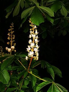 IMG_20200511_214711.jpg