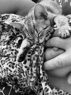 😻 Kici kici 😻