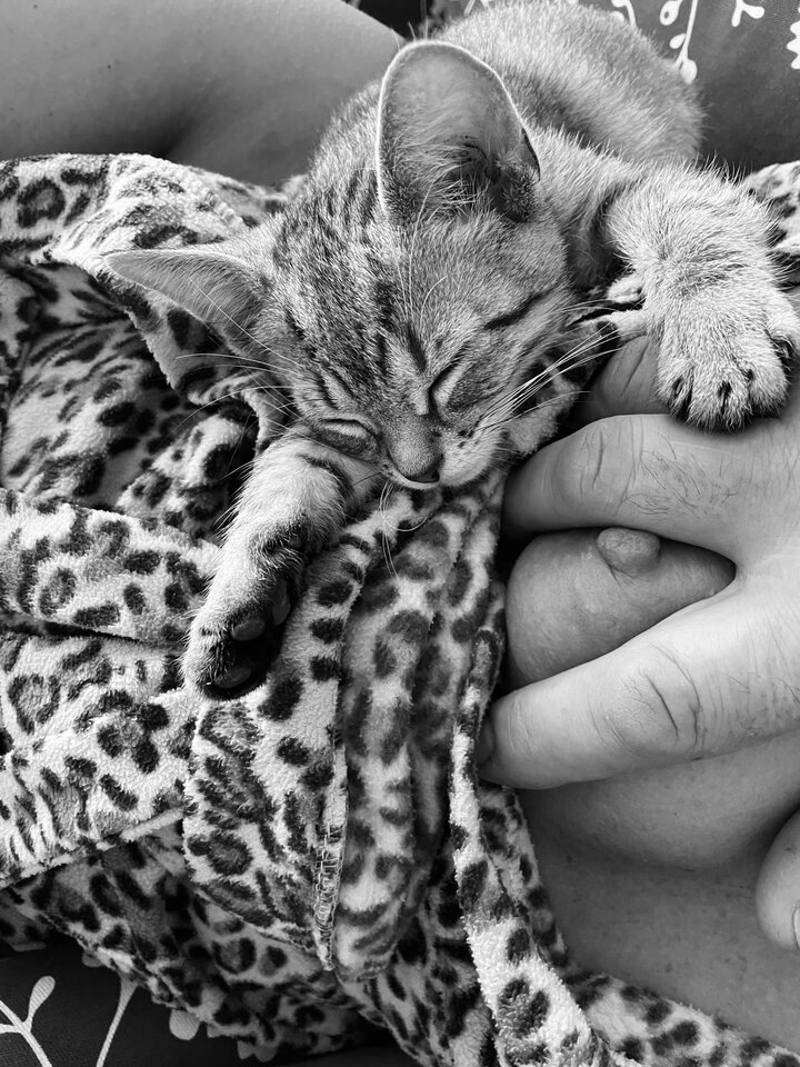 😻 Kici kici 😻 - ILLeGaL_AmOuR