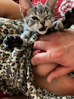 😻❤️ Miauuu....😻❤️