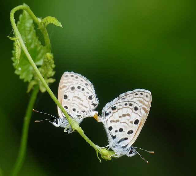 butterflies2