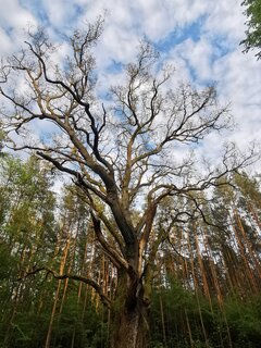 IMG_20200513_191455.jpg
