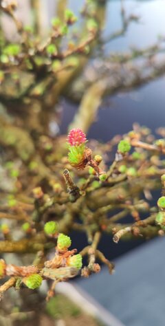 IMG_20250309_102627.jpg