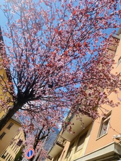 IMG_3086.jpeg