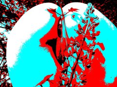 IMG_0016c.jpg