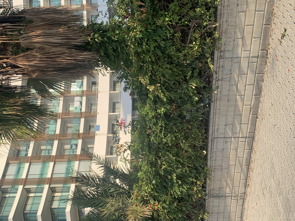 IMG_3221.jpeg - tom745