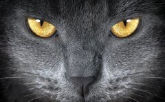 💥😻💥