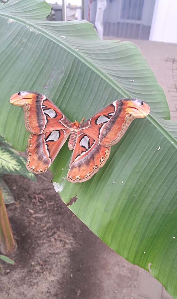 Zyje niestety tydzień *motylarnia* - butterflies2