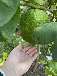 IMG_7849.jpeg
