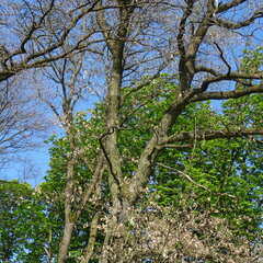 DSC04078.JPG