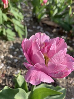 IMG_3683.jpeg