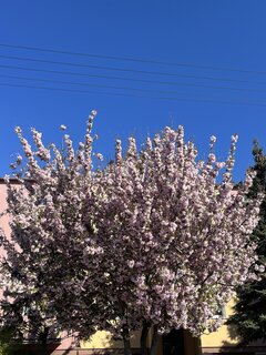 IMG_4985.jpeg