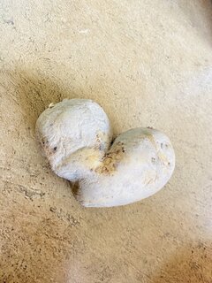 IMG_4593.jpeg