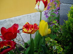 P1010062.JPG