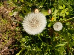 IMG_20250525_141522.jpg