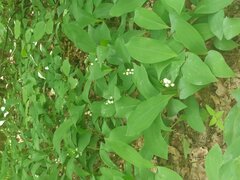 IMG_20250525_115112.jpg