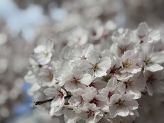 IMG_7310.jpeg
