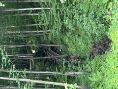 IMG_3223.jpeg