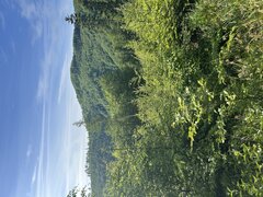 IMG_3234.jpeg