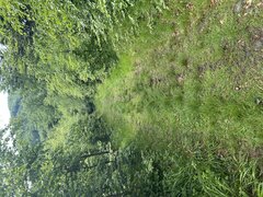 IMG_3242.jpeg