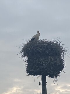 IMG_5816.jpeg