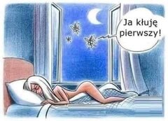 Komar