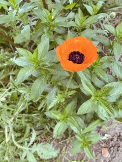 IMG_5622.jpeg