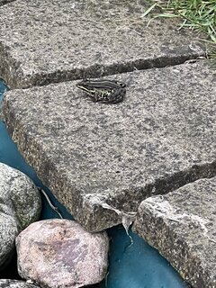 IMG_3307.jpeg
