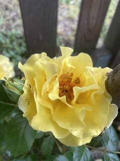IMG_4221.jpeg