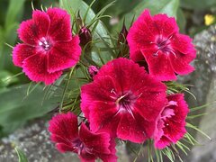 IMG_4219.jpeg