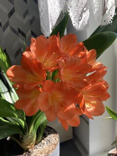 IMG_2547.jpeg