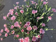 IMG_2546.jpeg