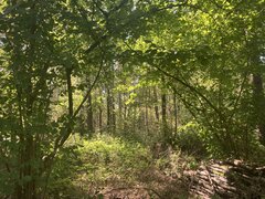IMG_3257.jpeg