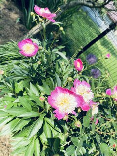 IMG_5720.jpeg