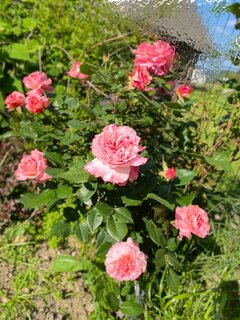 IMG_5784.jpeg