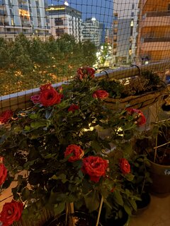 IMG_2509.jpeg