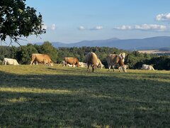 IMG_1526.jpeg