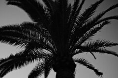 palma.JPG